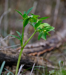 Helleborus odorus