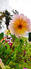 Dahlia pinnata