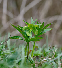 Helleborus odorus