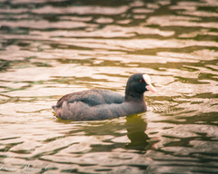 Fulica atra