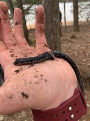 Plethodon chlorobryonis