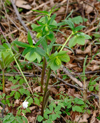 Helleborus odorus