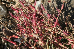 Salicornia
