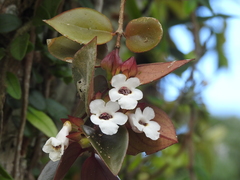 Codonanthe