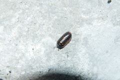 Glomeridae