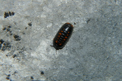 Glomeridae