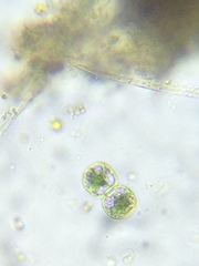 Cosmarium contractum