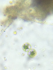 Cosmarium contractum