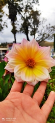 Dahlia pinnata