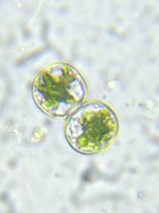 Cosmarium contractum