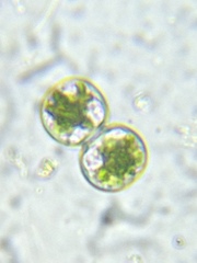 Cosmarium contractum