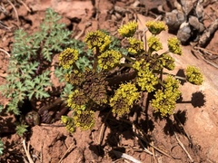 Cymopterus purpureus