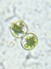 Cosmarium contractum