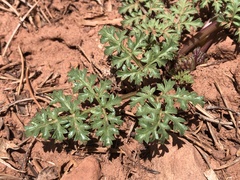Cymopterus purpureus