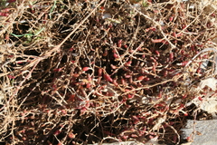 Salicornia
