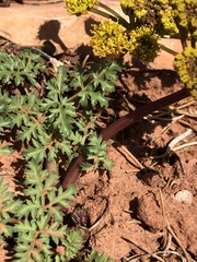 Cymopterus purpureus