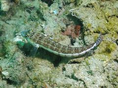 Parapercis xanthozona