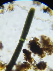 Haplotaenium minutum