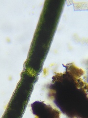 Haplotaenium minutum