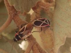 Ochrostomus pulchellus