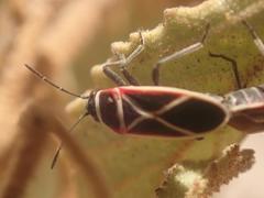 Ochrostomus pulchellus