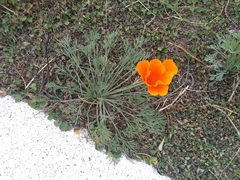 Eschscholzia californica