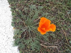 Eschscholzia californica