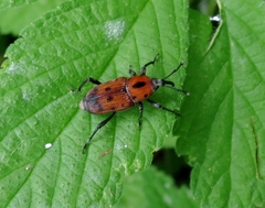 Rhodobaenus