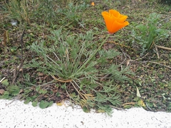 Eschscholzia californica