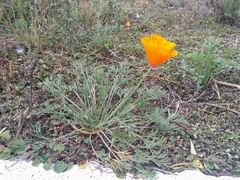 Eschscholzia californica