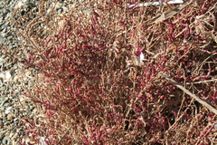 Salicornia