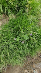 Lupinus montanus montanus