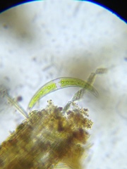 Closterium moniliferum