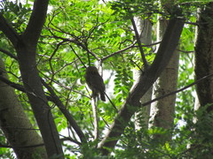 Glaucidium