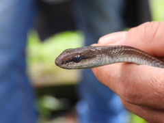 Mastigodryas danieli