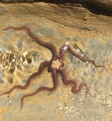 Ophiothrix spiculata image