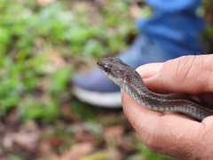 Mastigodryas danieli