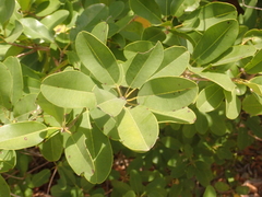 Manilkara jaimiqui emarginata