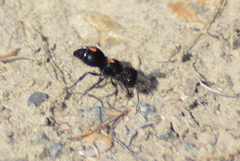 Atillum