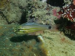 Ostorhinchus ocellicaudus