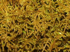 Hypnum curvifolium