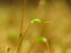 Hypnum curvifolium