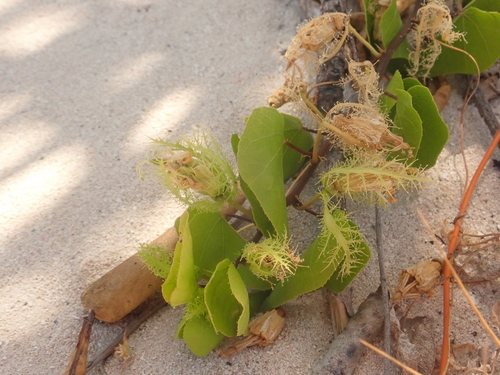 Image of Passiflora pectinata by (c) Alexis Tinker-Tsavalas, some rights reserved (CC BY)