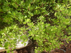 Scyphiphora hydrophylacea