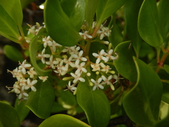 Scyphiphora hydrophylacea