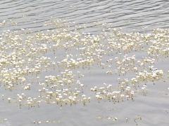 Ranunculus aquatilis