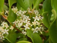 Scyphiphora hydrophylacea