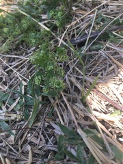 Lepidium