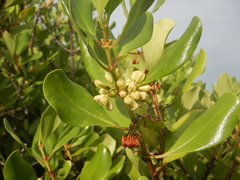 Scyphiphora hydrophylacea