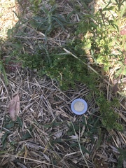 Lepidium